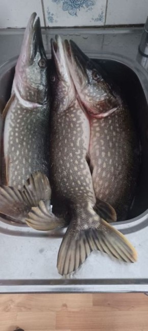 ��� ���� ����� �������� ���� �������� � �������� �����