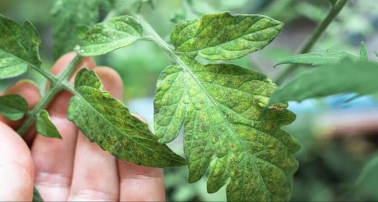 ������ ��� �������: ��� ��������� ������ �� ��������