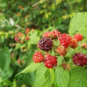 ������� ��� ������ �������� � ����