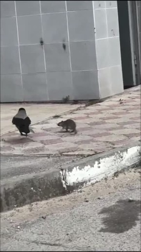 ���������� ������-������ ������������ � ������������ ��������