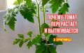 ������, ������� ������ ������� �������: ��� �������� ������������