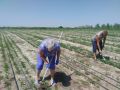 13,6 тыс га лесов Волгоградской области охвачены работами по агротехническому уходу