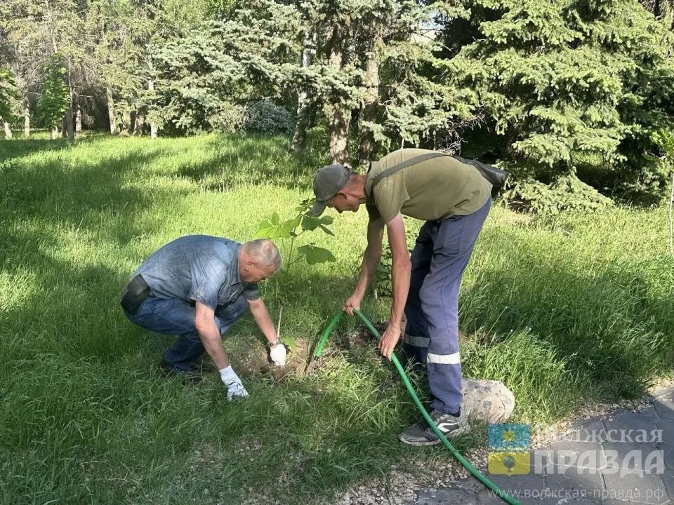 Аллея «Волжской правды» в парке «Волжский» пополнилась 10 новыми каштанами Аллея «Волжской правды» в парке «Волжский» пополнилась 10 новыми каштанами