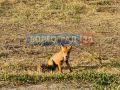 Лису заметили в Волгограде