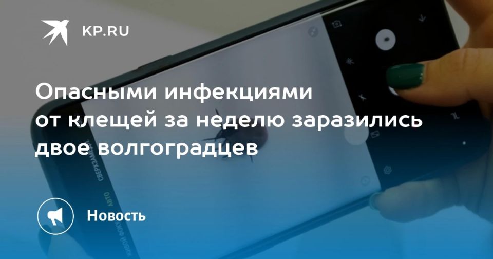Опасными инфекциями от клещей за неделю заразились двое волгоградцев Опасными инфекциями от клещей за неделю заразились двое волгоградцев