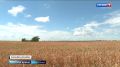 Волгоградские аграрии в шаге от жатвы
