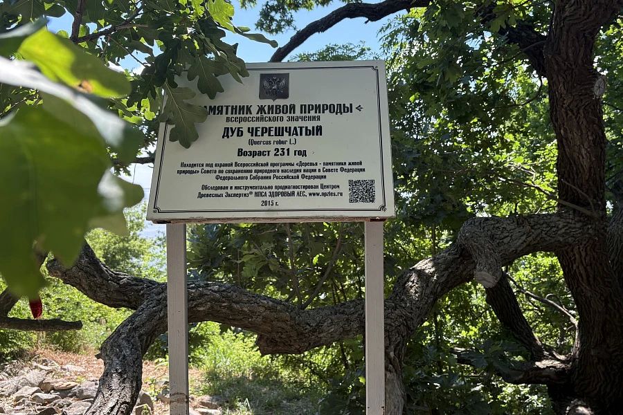Сотрудники Волгоградского ботсада оценили состояние Дуба-Патриарха в Дубовке Сотрудники Волгоградского ботсада оценили состояние Дуба-Патриарха в Дубовке