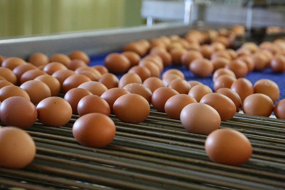 Долгое время яйца считались продуктом, который стоит ограничивать из-за содержания холестерина
