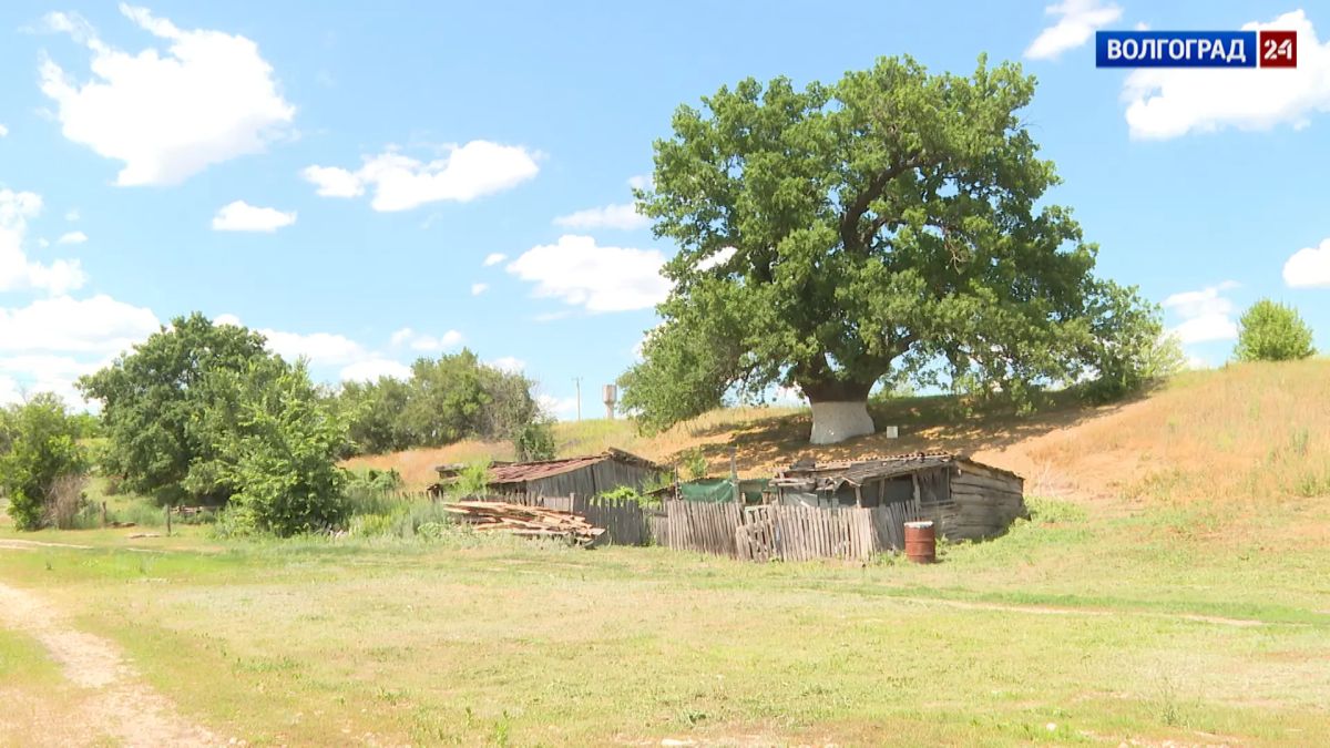 700-летний дуб из Волгоградской области поборется за победу на всероссийском конкурсе 700-летний дуб из Волгоградской области поборется за победу на всероссийском конкурсе