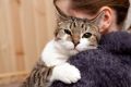 Как коты распознают своих хозяев: неожиданное открытие ученых