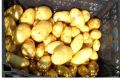 Популярные сорта картофеля для огородников и дачников