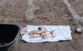 Троих браконьеров поймали в Волгоградской области