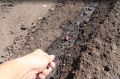Благоприятные дни для посадки в мае 2026 года
