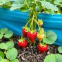 Пять сортов земляники, которые впечатляют каждого садовода