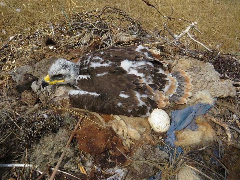 В Эльтонском парке найдено 4 новых гнезда редких птиц В Эльтонском парке найдено 4 новых гнезда редких птиц