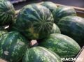 Почём фунт лиха: чем удивляют волгоградцев ранние арбузы