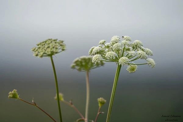 Уникальную «северную» орхидею обнаружили биологи в Волгоградской области Уникальную «северную» орхидею обнаружили биологи в Волгоградской области