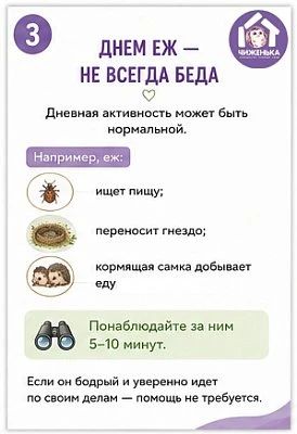 Волонтёры волгоградского центра реабилитации диких животных «Птичий остров» рассказали, что делать при встрече с ежом и что под категорическим запретом Волонтёры волгоградского центра реабилитации диких животных «Птичий остров» рассказали, что делать при встрече с ежом и что под категорическим запретом