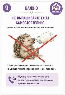 Волонтёры волгоградского центра реабилитации диких животных «Птичий остров» рассказали, что делать при встрече с ежом и что под категорическим запретом Волонтёры волгоградского центра реабилитации диких животных «Птичий остров» рассказали, что делать при встрече с ежом и что под категорическим запретом