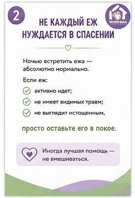 Волонтёры волгоградского центра реабилитации диких животных «Птичий остров» рассказали, что делать при встрече с ежом и что под категорическим запретом Волонтёры волгоградского центра реабилитации диких животных «Птичий остров» рассказали, что делать при встрече с ежом и что под категорическим запретом