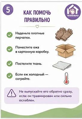 Волонтёры волгоградского центра реабилитации диких животных «Птичий остров» рассказали, что делать при встрече с ежом и что под категорическим запретом Волонтёры волгоградского центра реабилитации диких животных «Птичий остров» рассказали, что делать при встрече с ежом и что под категорическим запретом