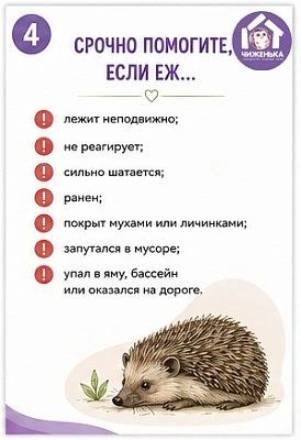 Волонтёры волгоградского центра реабилитации диких животных «Птичий остров» рассказали, что делать при встрече с ежом и что под категорическим запретом Волонтёры волгоградского центра реабилитации диких животных «Птичий остров» рассказали, что делать при встрече с ежом и что под категорическим запретом