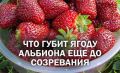 Как избежать проблем с ягодами: рекомендации по посадке сорта Альбион