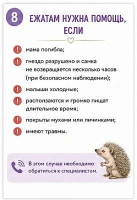 Волонтёры волгоградского центра реабилитации диких животных «Птичий остров» рассказали, что делать при встрече с ежом и что под категорическим запретом Волонтёры волгоградского центра реабилитации диких животных «Птичий остров» рассказали, что делать при встрече с ежом и что под категорическим запретом