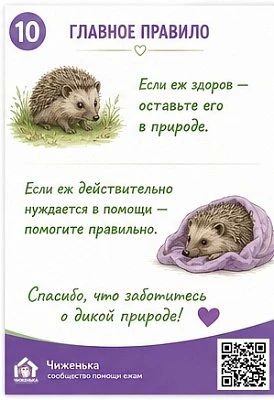 Волонтёры волгоградского центра реабилитации диких животных «Птичий остров» рассказали, что делать при встрече с ежом и что под категорическим запретом Волонтёры волгоградского центра реабилитации диких животных «Птичий остров» рассказали, что делать при встрече с ежом и что под категорическим запретом