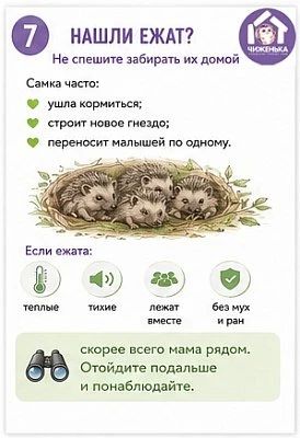 Волонтёры волгоградского центра реабилитации диких животных «Птичий остров» рассказали, что делать при встрече с ежом и что под категорическим запретом Волонтёры волгоградского центра реабилитации диких животных «Птичий остров» рассказали, что делать при встрече с ежом и что под категорическим запретом