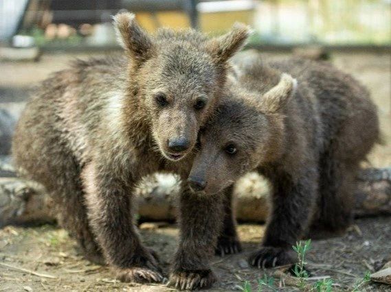 Обед из бутылочки и разговоры по душам: как растут в волгоградском «Дино» малыши-медвежата Обед из бутылочки и разговоры по душам: как растут в волгоградском «Дино» малыши-медвежата