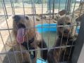 Обед из бутылочки и разговоры по душам: как растут в волгоградском «Дино» малыши-медвежата