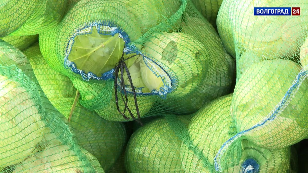 Урожай разнообразных овощей убирают с «поля чудес» в Заволжье! Урожай разнообразных овощей убирают с «поля чудес» в Заволжье!