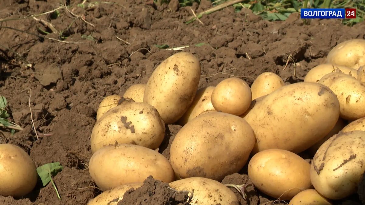 Урожай разнообразных овощей убирают с «поля чудес» в Заволжье! Урожай разнообразных овощей убирают с «поля чудес» в Заволжье!