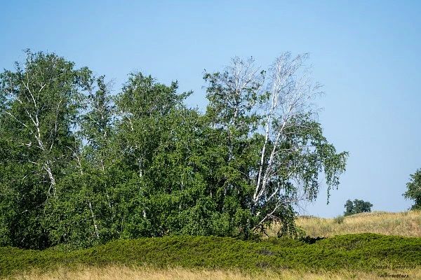 Живая вода урочища Белогорье: чем славится старинный родник в Волгоградской области Живая вода урочища Белогорье: чем славится старинный родник в Волгоградской области