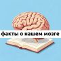 Самые интересные факты о мозге