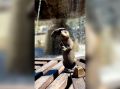 В Волжском суслик с зонтиком вновь появился на улице Фонтанной