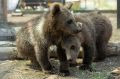 Провести выходные в компании медведей, львов и неугомонных енотов приглашают волгоградцев