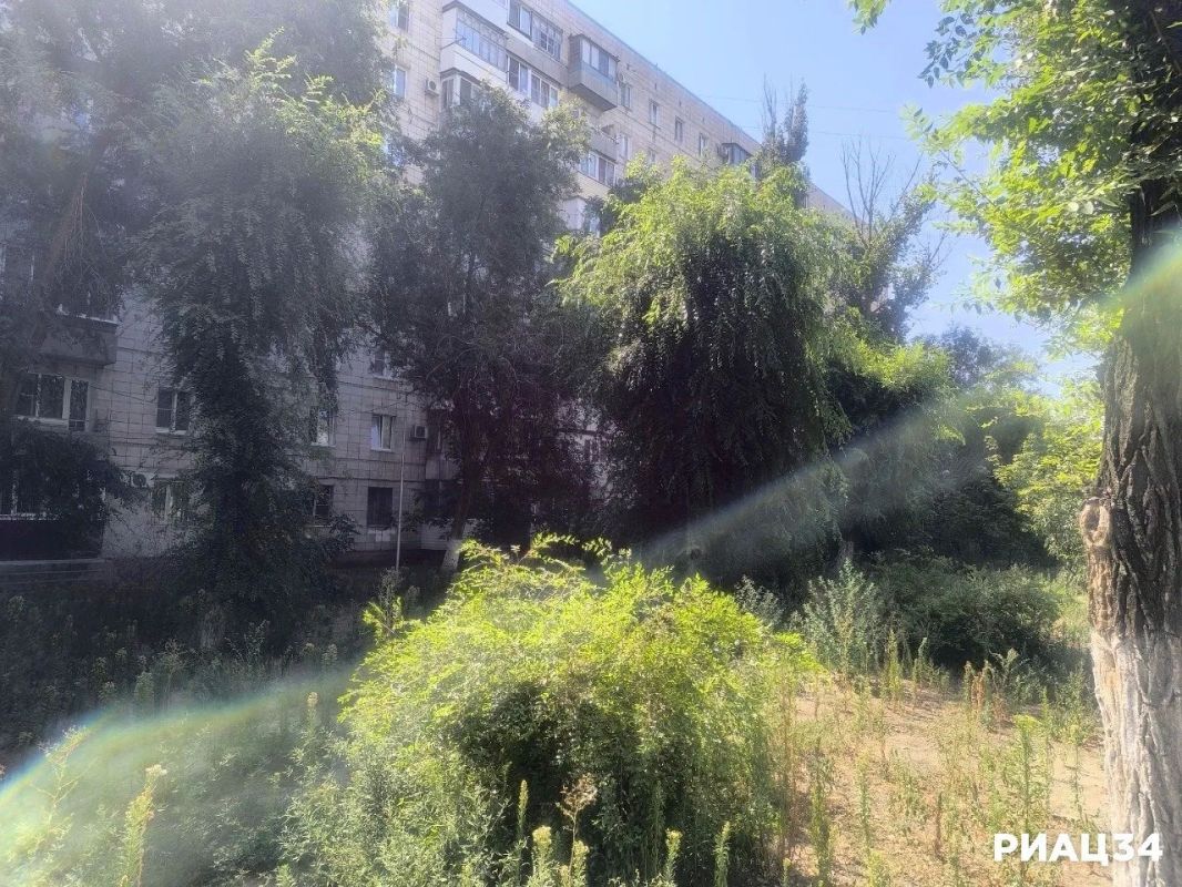 Вязы превратились в пальмы благодаря шедевральной "декоративной" обрезке в Волгограде Вязы превратились в пальмы благодаря шедевральной "декоративной" обрезке в Волгограде
