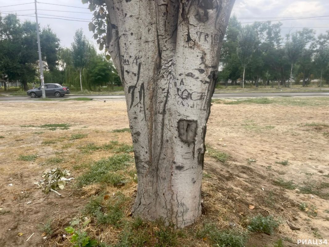 В Кировском районе Волгограда благоустроят территорию возле гимназии № 10 В Кировском районе Волгограда благоустроят территорию возле гимназии № 10