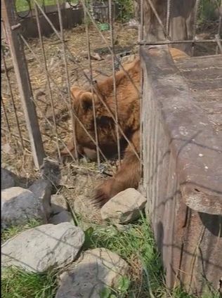 Волгоградский зооволонтёр отправился в Дагестан на спасение двух медведей, брошенных в клетке в горах Волгоградский зооволонтёр отправился в Дагестан на спасение двух медведей, брошенных в клетке в горах