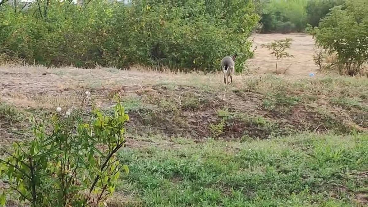 В парке на Мамаевом кургане жители Волгограда заметили зайца