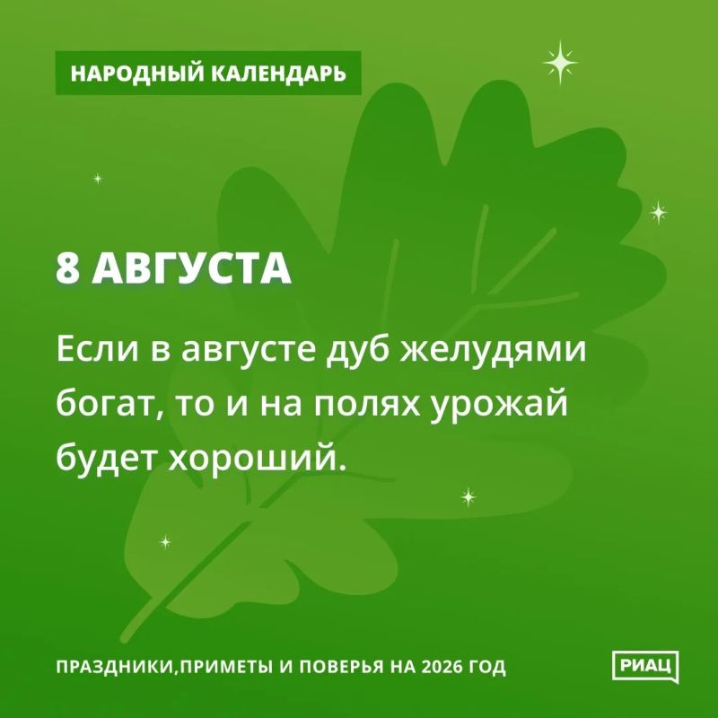 Много желудей на дубах - к хорошему урожаю на полях Много желудей на дубах - к хорошему урожаю на полях