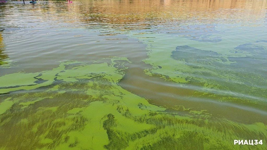 Волгоградское и и Цимлянское водохранилища заполонили сине-зелёные водоросли Волгоградское и и Цимлянское водохранилища заполонили сине-зелёные водоросли