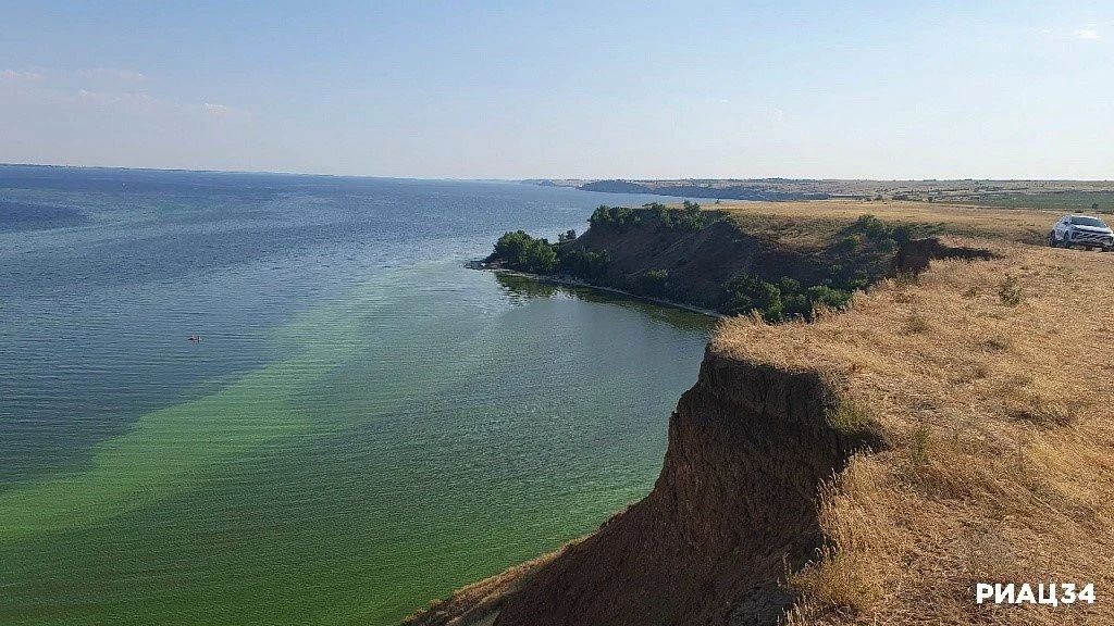 Волгоградское и и Цимлянское водохранилища заполонили сине-зелёные водоросли Волгоградское и и Цимлянское водохранилища заполонили сине-зелёные водоросли