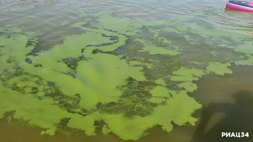Волгоградское и и Цимлянское водохранилища заполонили сине-зелёные водоросли Волгоградское и и Цимлянское водохранилища заполонили сине-зелёные водоросли