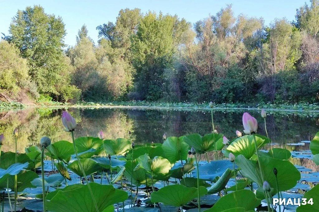 Лотосы под Волгоградом проснулись и пробились сквозь толщу воды Лотосы под Волгоградом проснулись и пробились сквозь толщу воды
