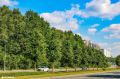 Почти 10 тысяч новых деревьев высадят на улицах Москвы в 2026 году