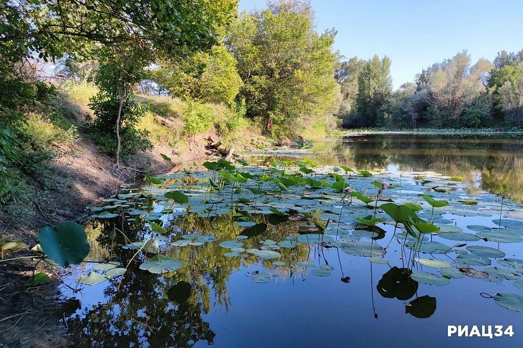 Лотосы под Волгоградом проснулись и пробились сквозь толщу воды Лотосы под Волгоградом проснулись и пробились сквозь толщу воды