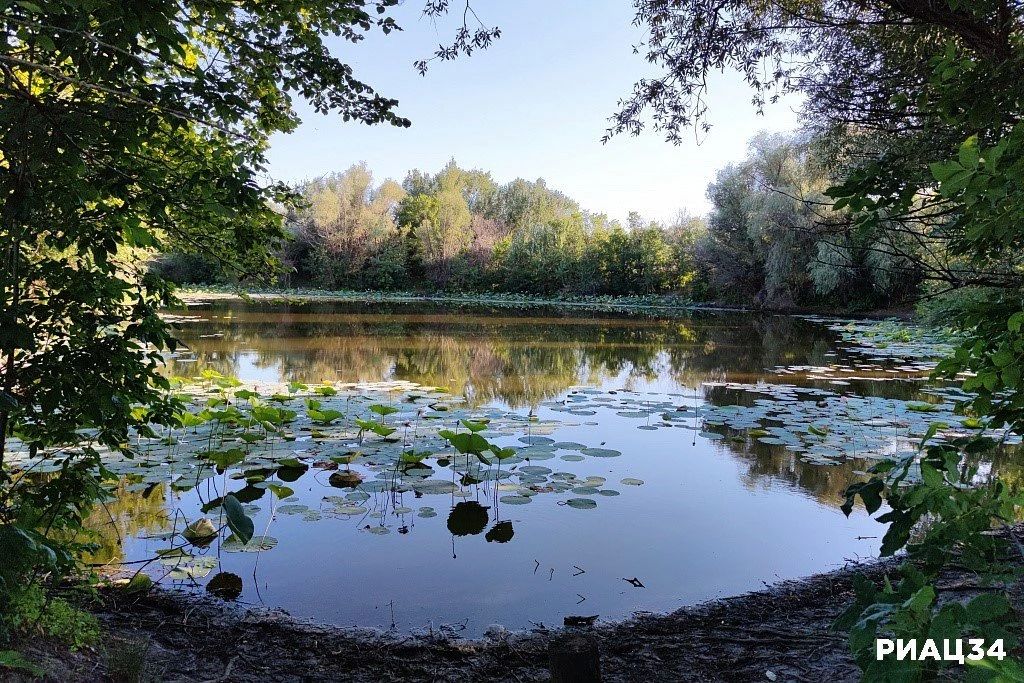 Лотосы под Волгоградом проснулись и пробились сквозь толщу воды Лотосы под Волгоградом проснулись и пробились сквозь толщу воды